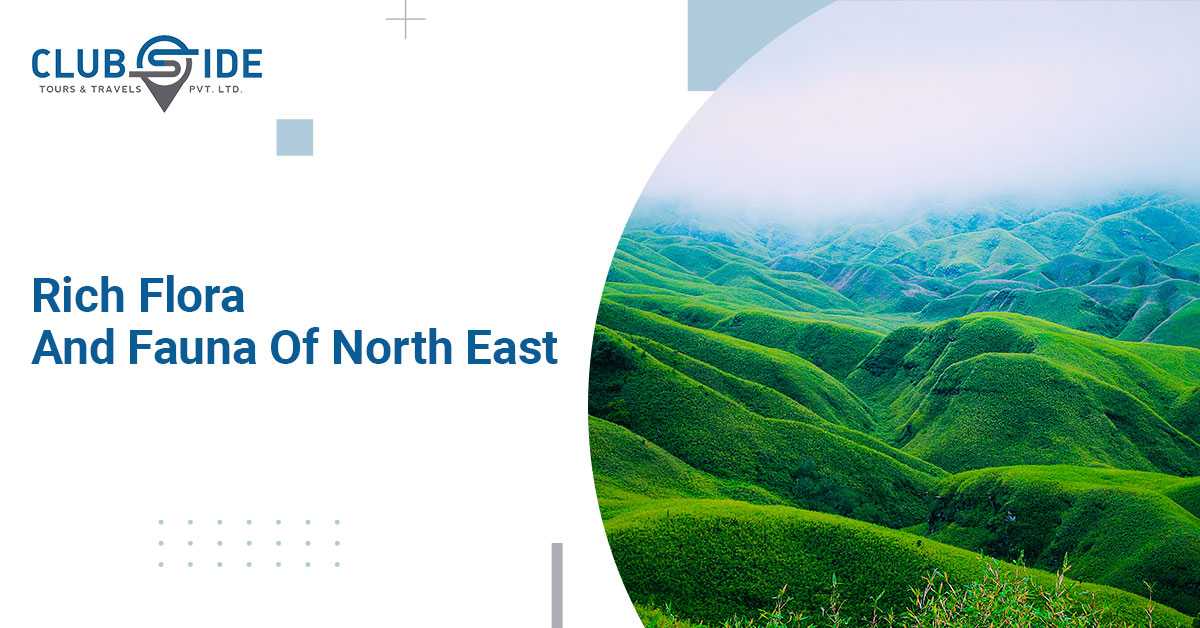 Explore North East With The Help Of Travel Agents