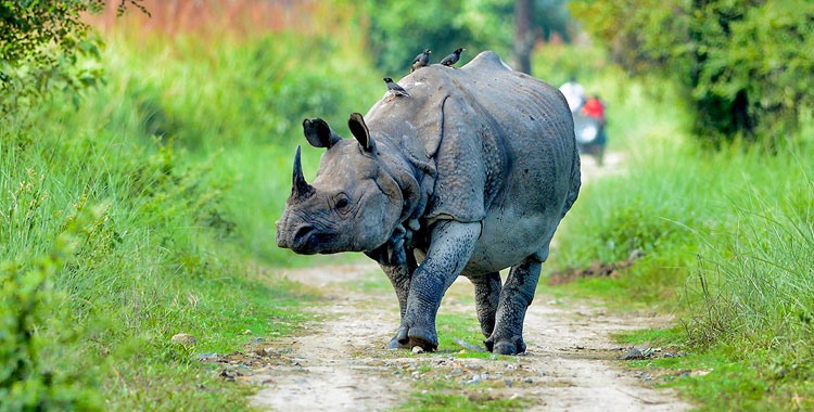 Kaziranga National Park