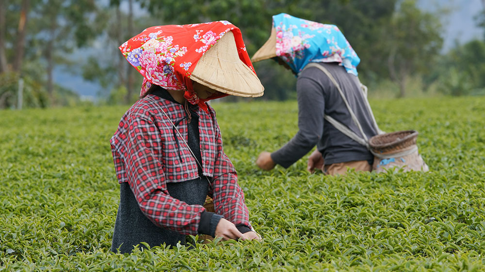 Darjeeling