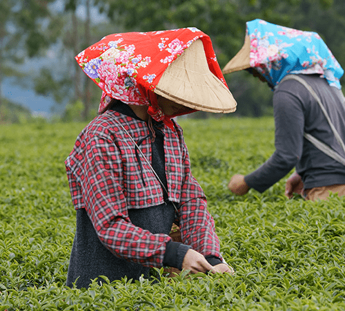 Tea tour in Assam