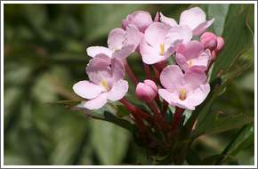 Kalimpong Flower Nurseries