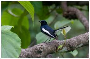 Bird Watching