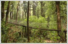 Loleygaon Canopy Walk