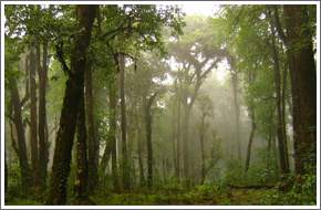 Loleygaon