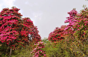 Barsey Rhododendron Sanctuary