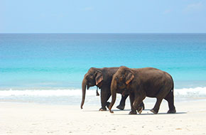 Elephant Beach