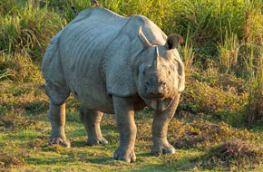 Gorumara