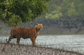 Sundarbans