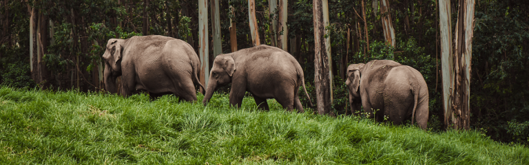 Dooars Jungle Safari