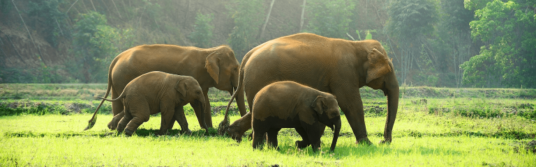 The Himalayan Grandeur